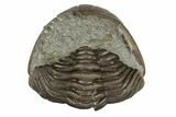 Wide, Enrolled Eldredgeops Trilobite Fossil - Ohio #188903-2